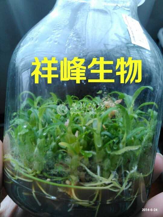 操作员接苗的种源--小苗