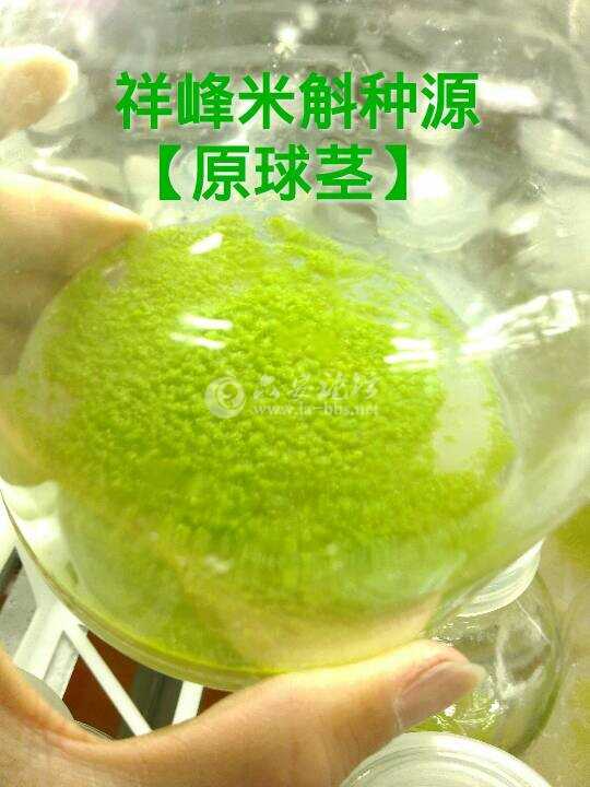 操作员接苗的种源---原球茎