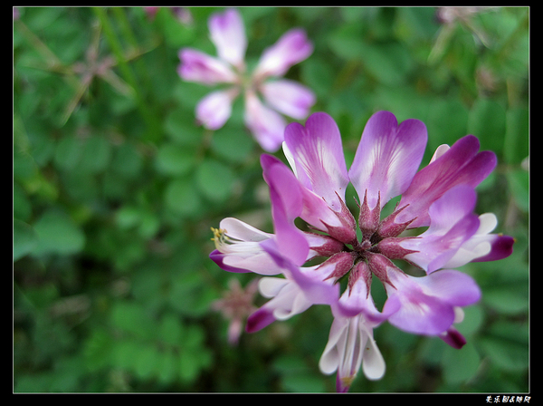 山间野花 (14).jpg