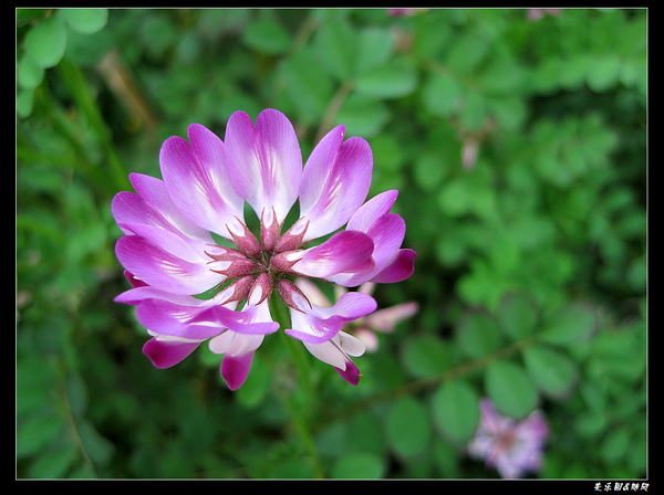 山间野花 (15).jpg