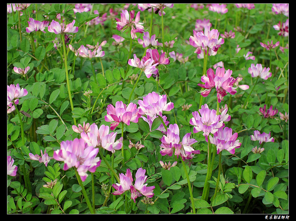 山间野花 (1).jpg