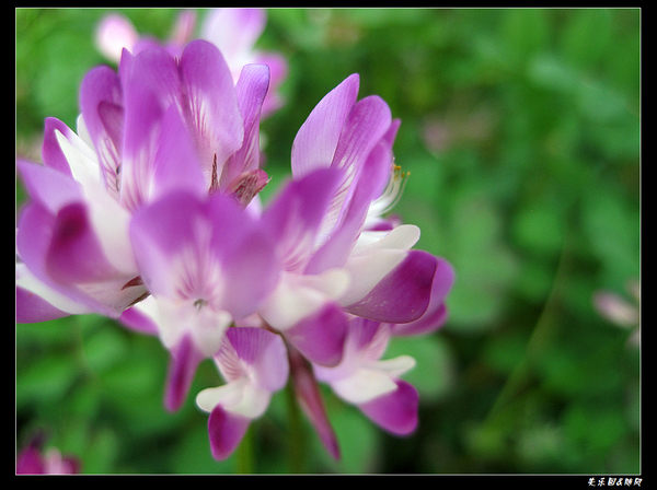 山间野花 (3).jpg