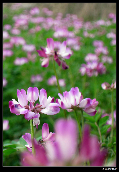 山间野花 (9).jpg