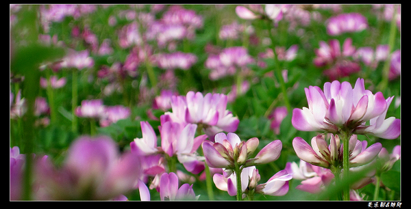 山间野花 (11).jpg