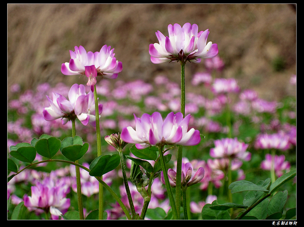 山间野花 (12).jpg