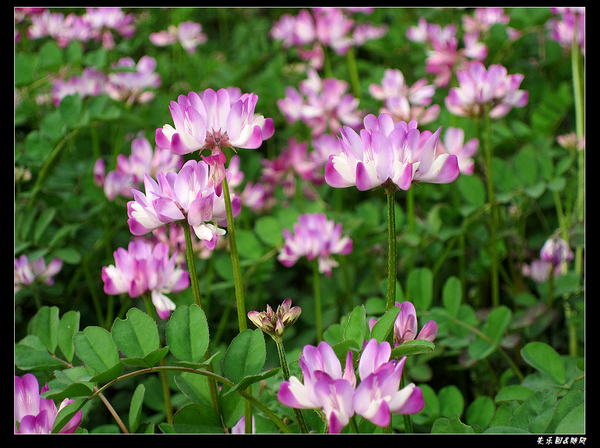 山间野花 (13).jpg