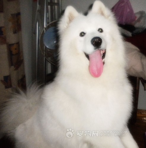 我要肉包子.jpg