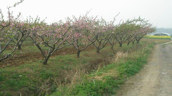 路边的桃花林