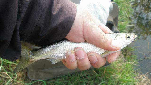 第一尾总是白条