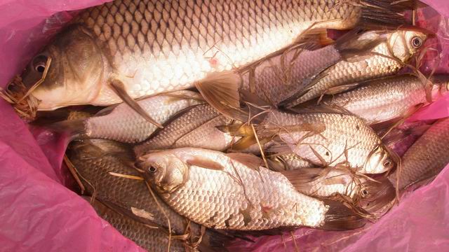 收成不咋地啊``呵呵