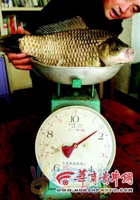 3斤2野生大鲫.jpg