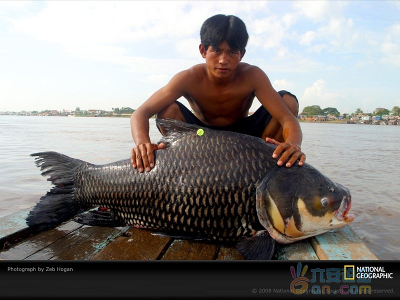 柬埔寨首都金边巨暹罗鲤.jpg