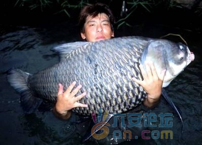 53公斤暹罗巨型鲤鱼1.jpg