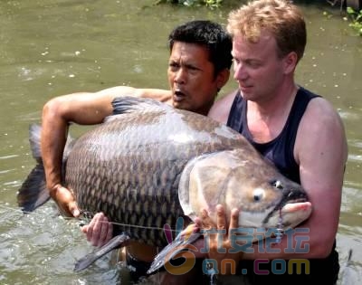 75公斤暹罗巨型鲤鱼.jpg