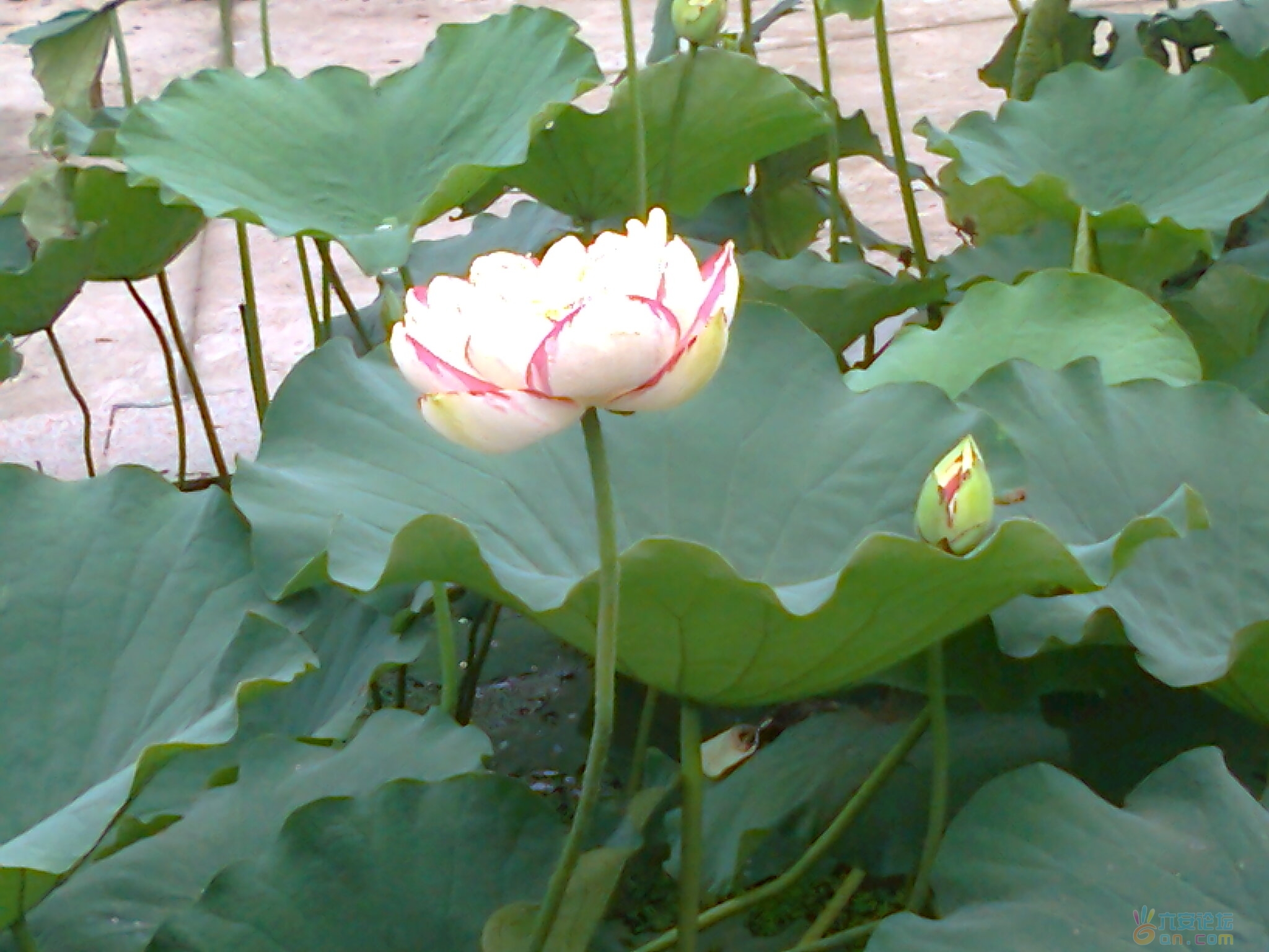 照片0807.jpg