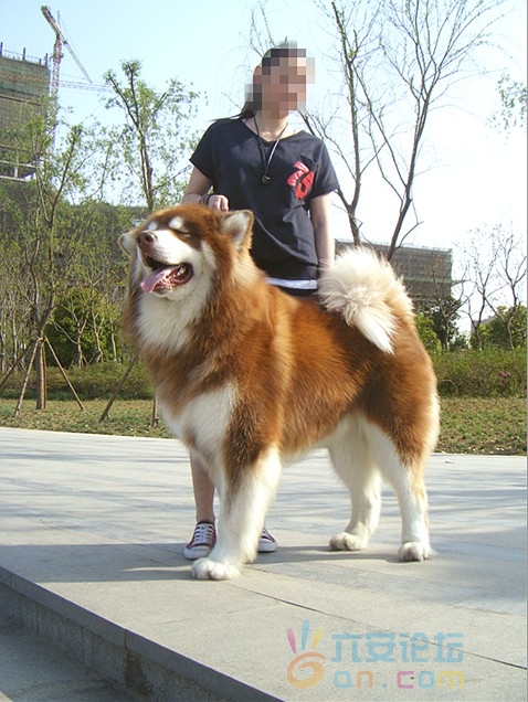 法拉利2.jpg