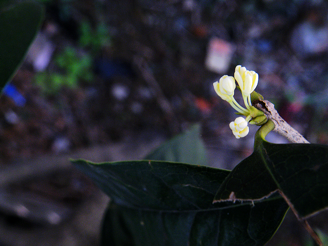 拍废了的桂花.jpg