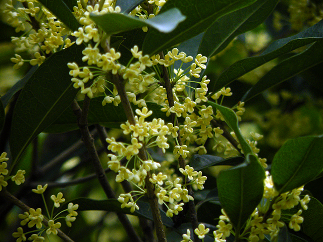 拍废了的桂花 (1).jpg