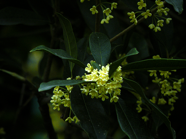 拍废了的桂花 (2).jpg