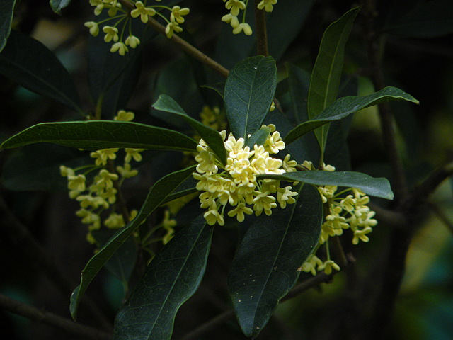 拍废了的桂花 (3).jpg