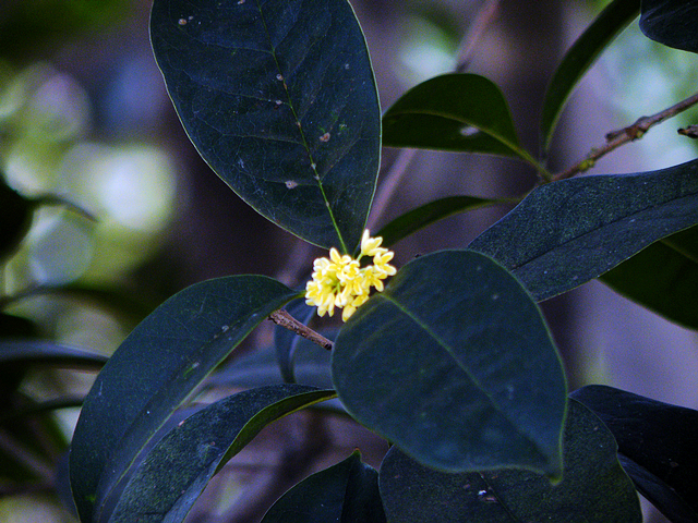 拍废了的桂花 (4).jpg