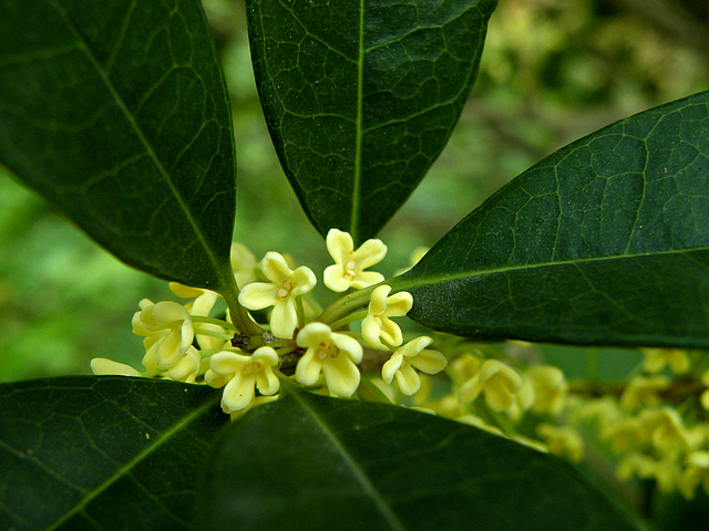 八月桂花香 (1).jpg