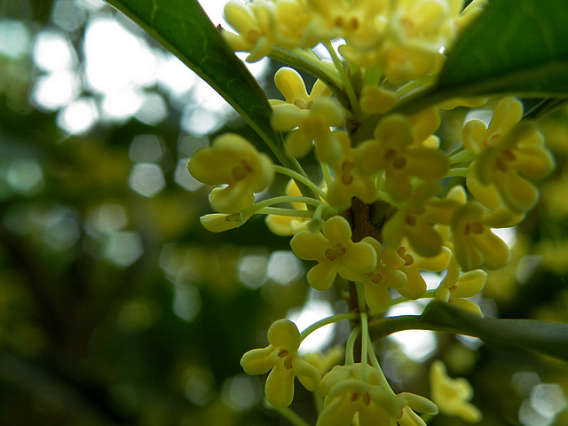 八月桂花香 (2).jpg