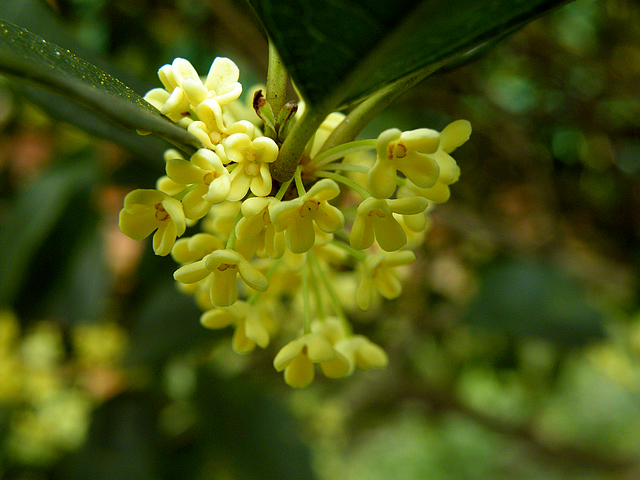 八月桂花香 (3).jpg
