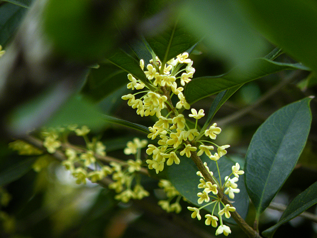 八月桂花香 (4).jpg