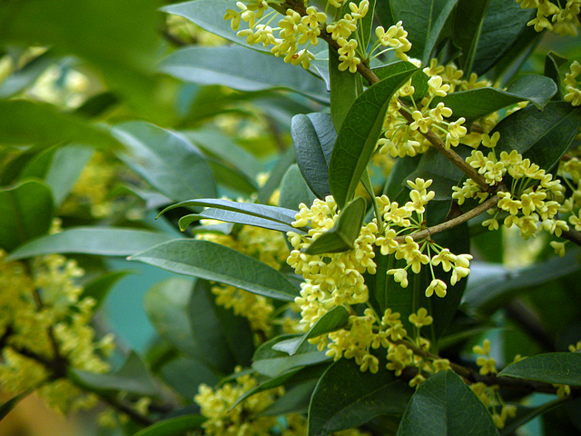 八月桂花香 (5).jpg