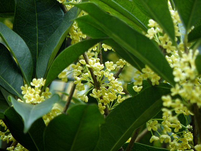 八月桂花香 (6).jpg