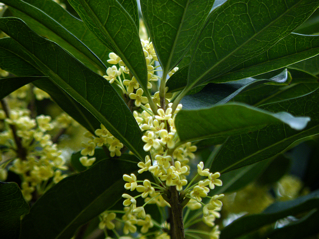 八月桂花香 (7).jpg