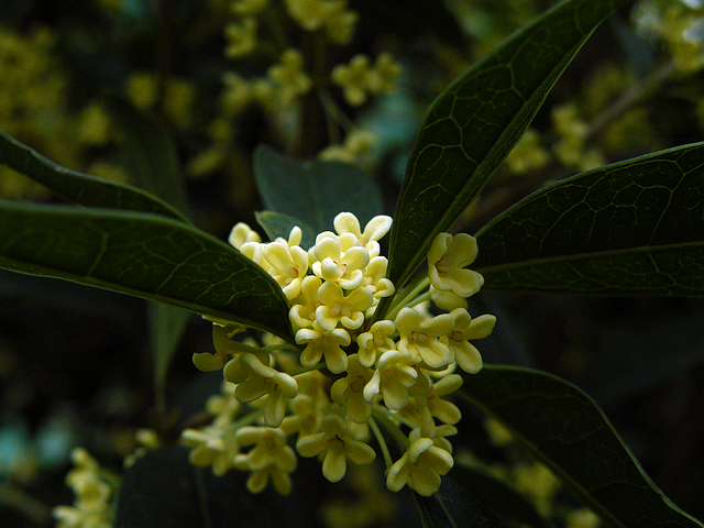 八月桂花香 (8).jpg