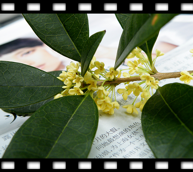 一朵桂花的文化之旅 (3).jpg