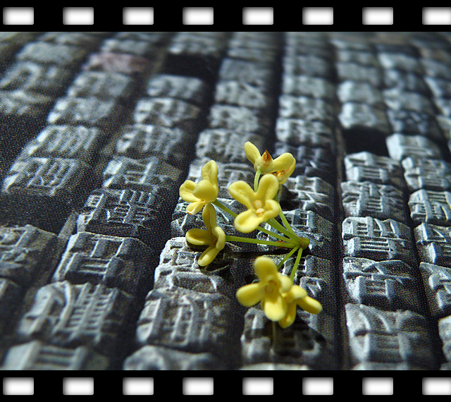 一朵桂花的文化之旅 (4).jpg