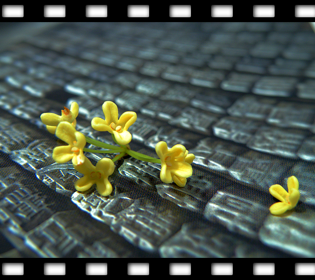 一朵桂花的文化之旅 (5).jpg