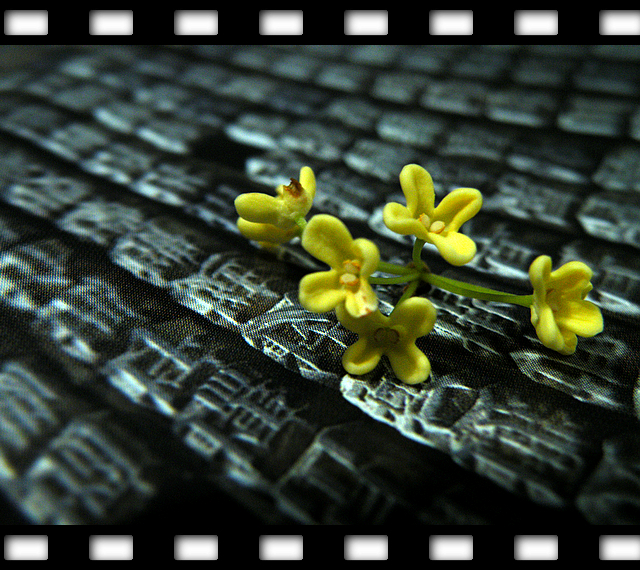 一朵桂花的文化之旅 (6).jpg