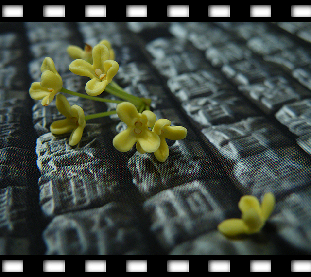 一朵桂花的文化之旅 (7).jpg