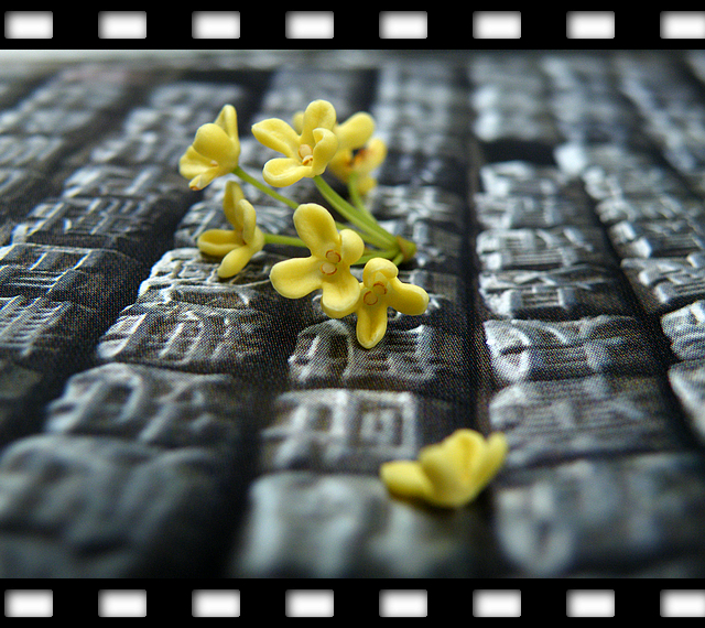 一朵桂花的文化之旅 (8).jpg