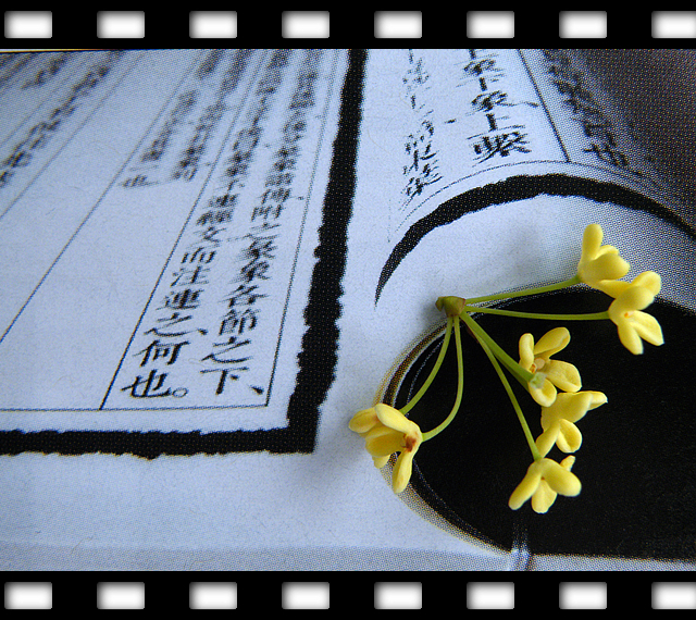 一朵桂花的文化之旅 (10).jpg