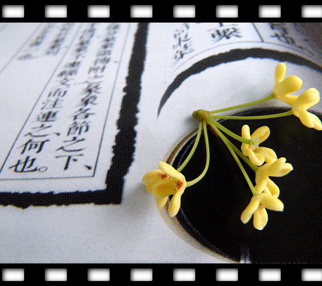 一朵桂花的文化之旅 (11).jpg