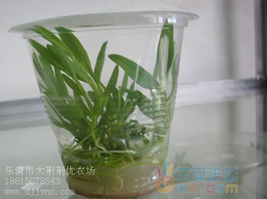 石斛苗 铁皮石斛苗 铁皮石斛种苗