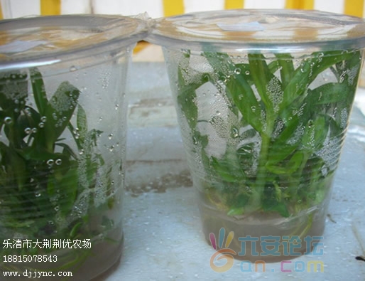 石斛苗 铁皮石斛苗 铁皮石斛种苗