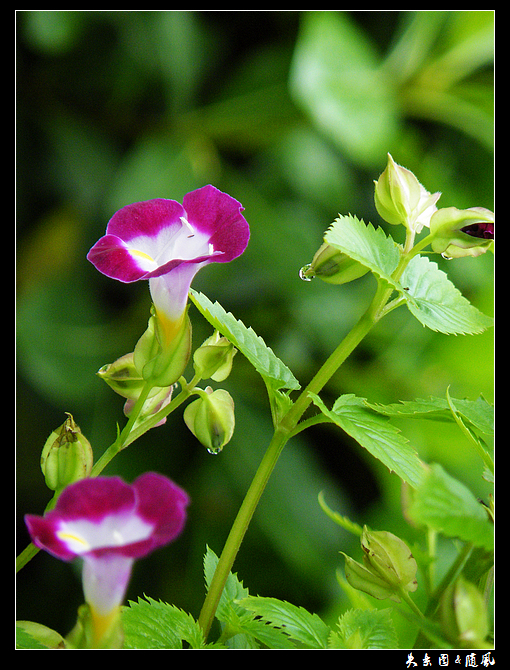 喇叭花4.jpg