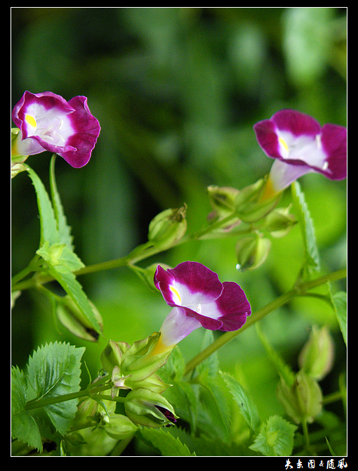 喇叭花5.jpg