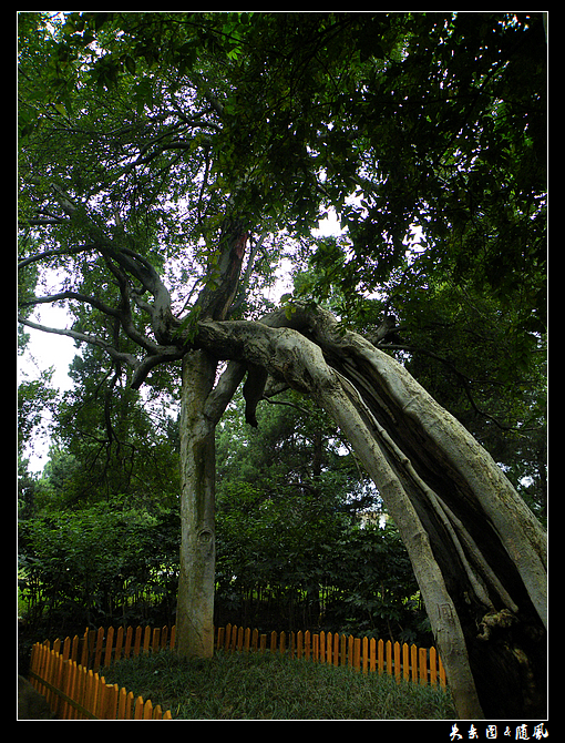 老树3.jpg