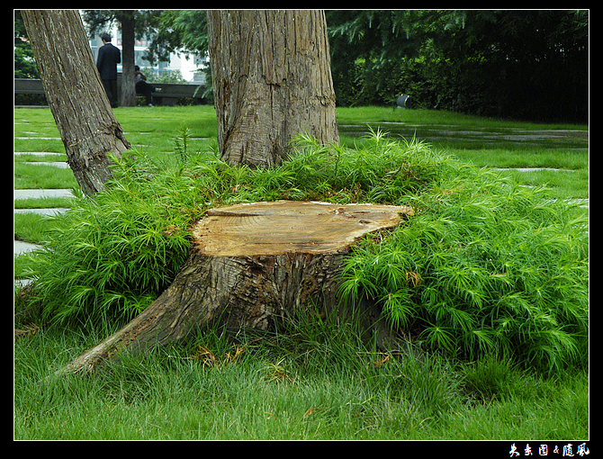老树5.jpg