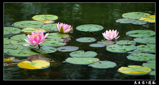 睡莲.jpg