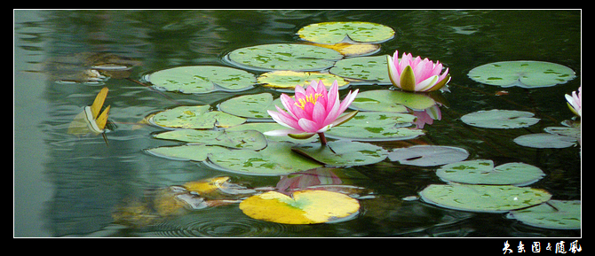 睡莲1.jpg