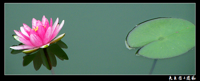 睡莲4.jpg